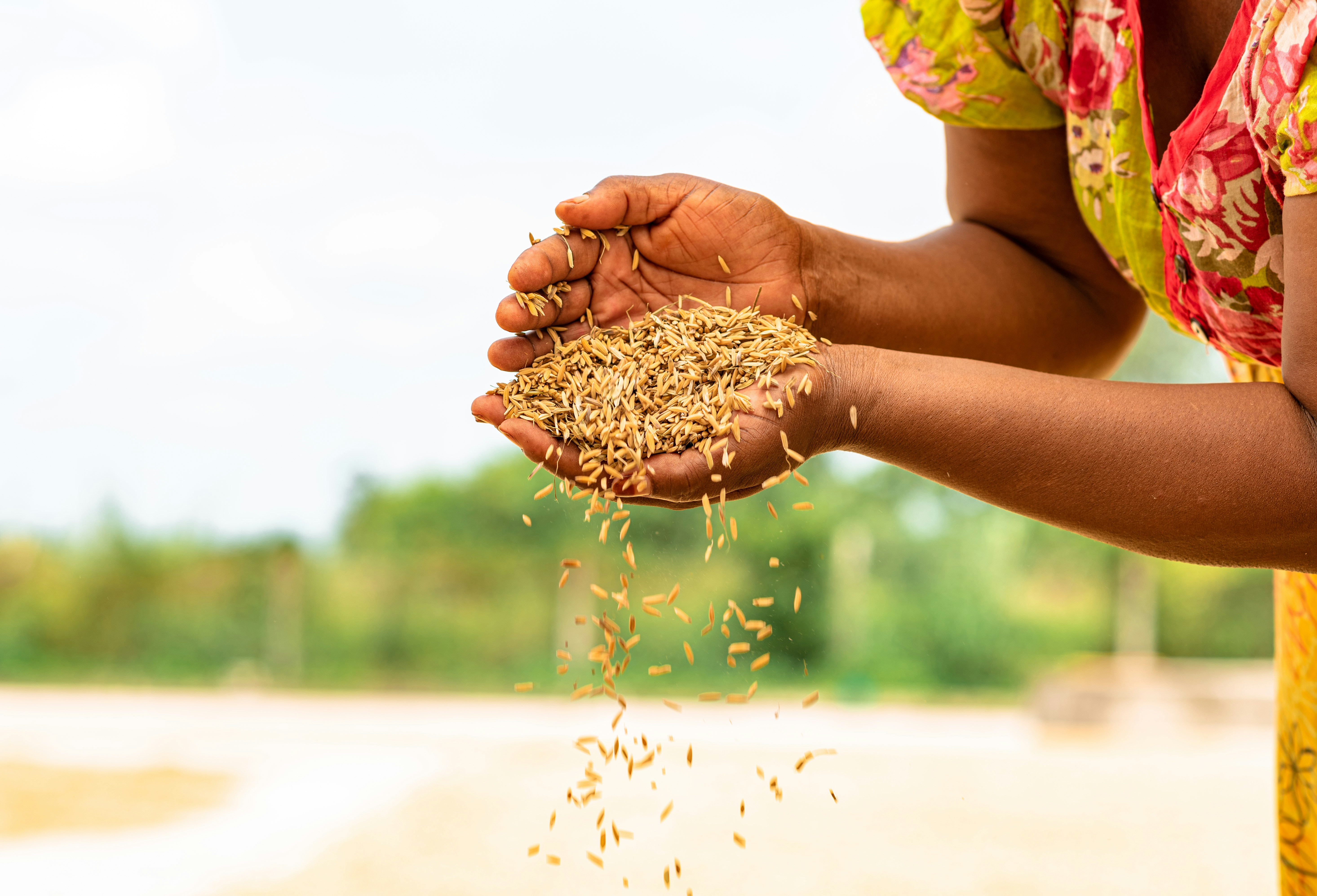 hands holding grain