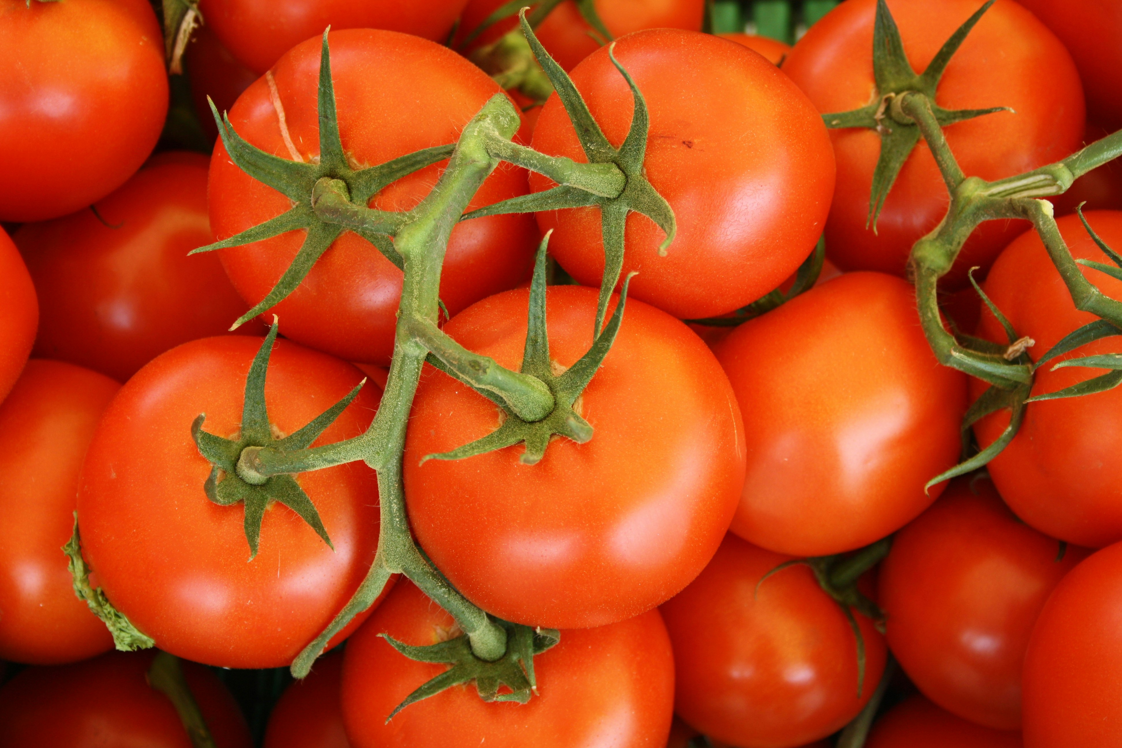 tomatoe
