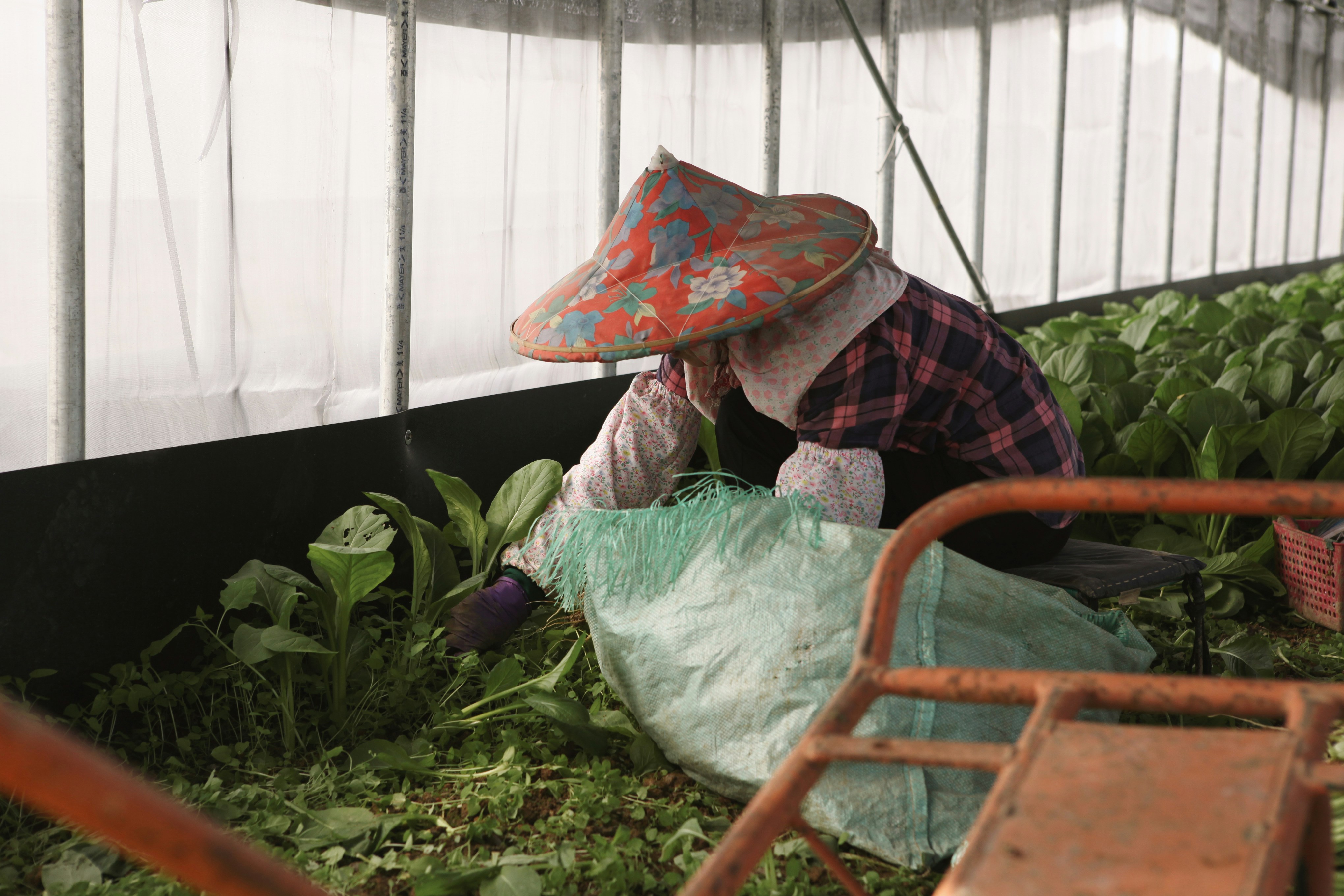 woman in greenhouse